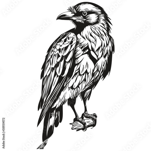 Funny cartoon Raven, line art illustration ink sketch corbie