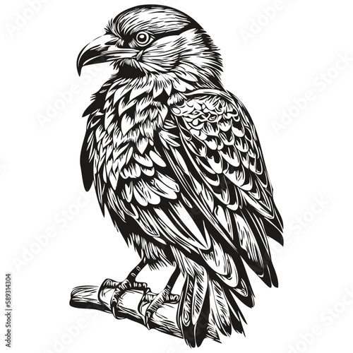 Hand drawn Raven on a white background, corbie