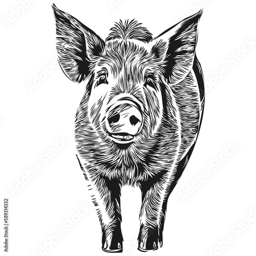 Pig animal cute fluffy realistic, vector black and white, hog