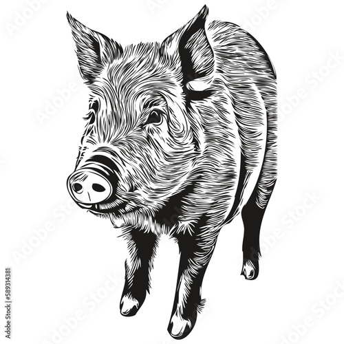 Pig sketch, hand drawing of wildlife, vintage engraving style, vector illustration hog