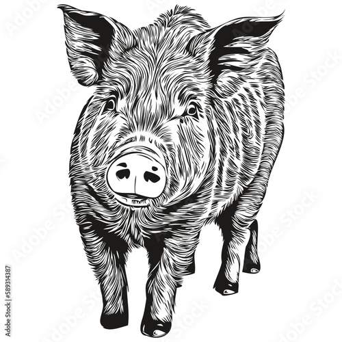 Pig sketch, hand drawing of wildlife, vintage engraving style, vector illustration hog photo