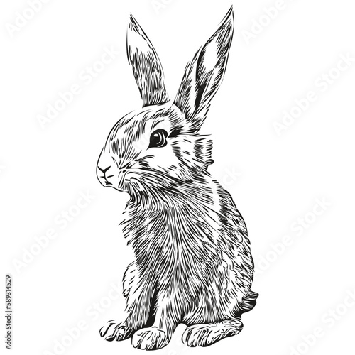 Rabbit sketch, hand drawing of wildlife, vintage engraving style, vector illustration hare