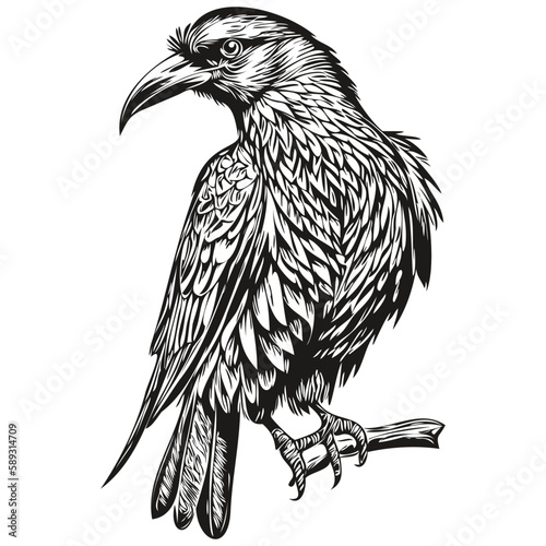 Realistic Raven vector, hand drawn animal illustration corbie