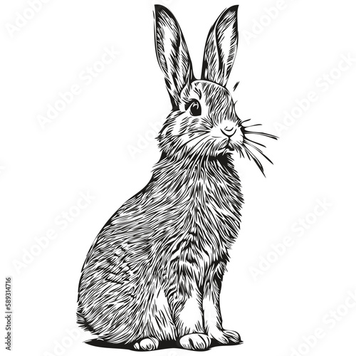 Realistic Rabbit vector, hand drawn animal illustration hare