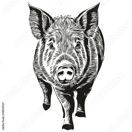 Vector image of silhouette of a Pig on a white background, hog