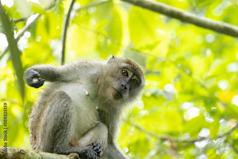 Fototapeta premium Crab-eating macaque, Macaca fascicularis, in a tree