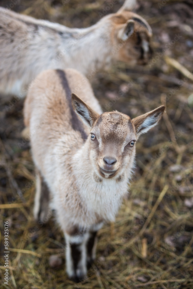 Cute Baby goat standing in a hay-strewn dirt field, looking directly into the camera lens Cute Baby goat standing in a hay-strewn dirt field, looking directly into the camera lens