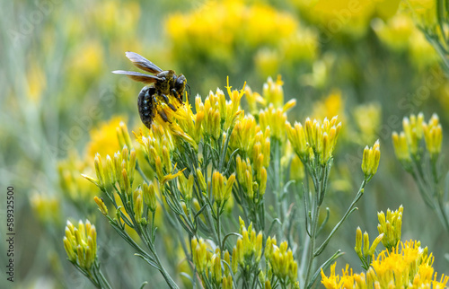 Carpenter bee on flowers -Grand Canyon National Park, Arizona 