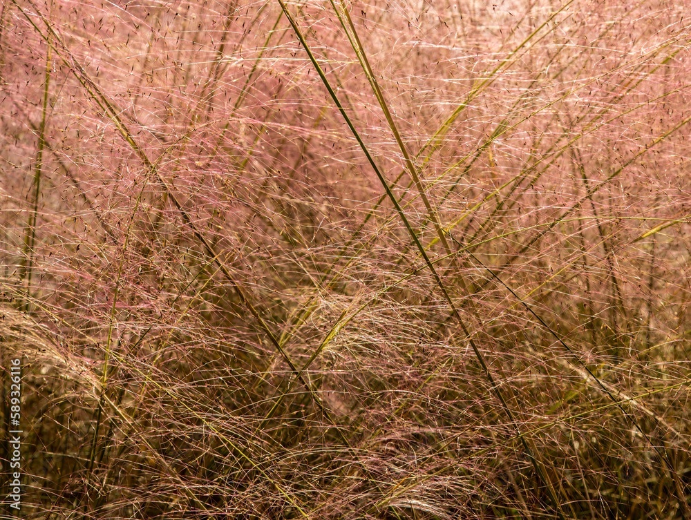 a Humped Bladderwort bush in a garden in Birmingham, Alabama a Humped Bladderwort bush in a garden in Birmingham, Alabama