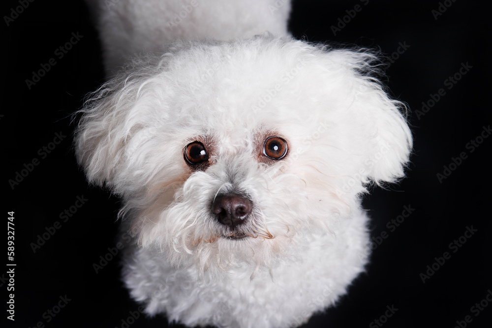 White Maltese dog on white background in studio White Maltese dog on white background in studio