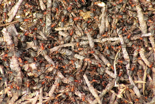 Red wood ants