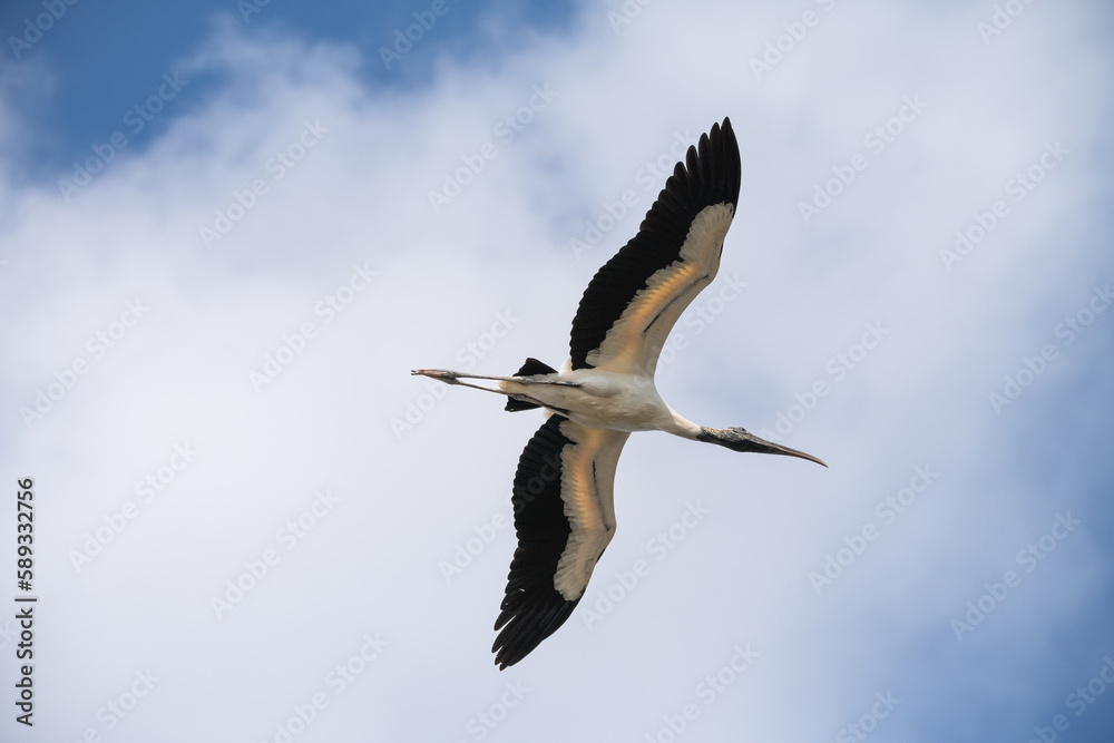 wood stork in flight