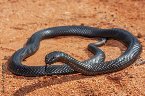 Highly venomous Australian Blue-bellied Black Snake