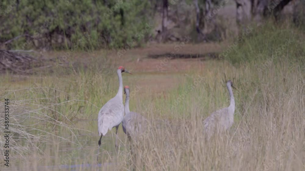 a tracking shot of a family of brolgas walking in a wetland near eulo in western queensland, australia a tracking shot of a family of brolgas walking in a wetland near eulo in western queensland, australia