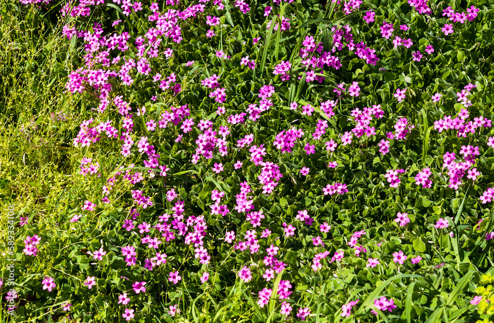 Naklejka premium spring meadow field blooming with purple flowers