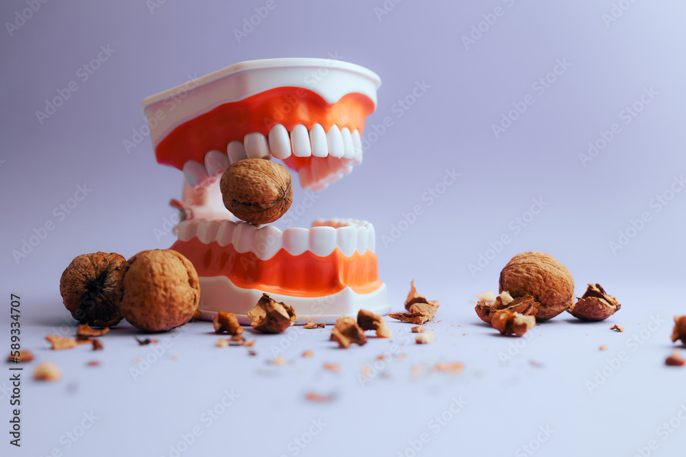 Denture Medical Model Biting into Hard Walnut Cracking the Shells
