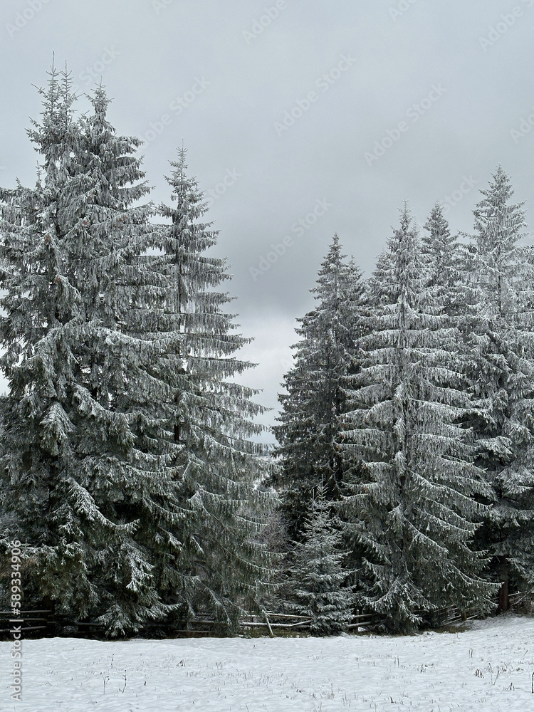 Mountain spruce trees covered with snow and hoarfrost on a cloudy day.