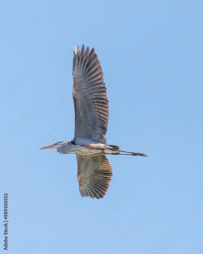 Obraz premium heron in flight