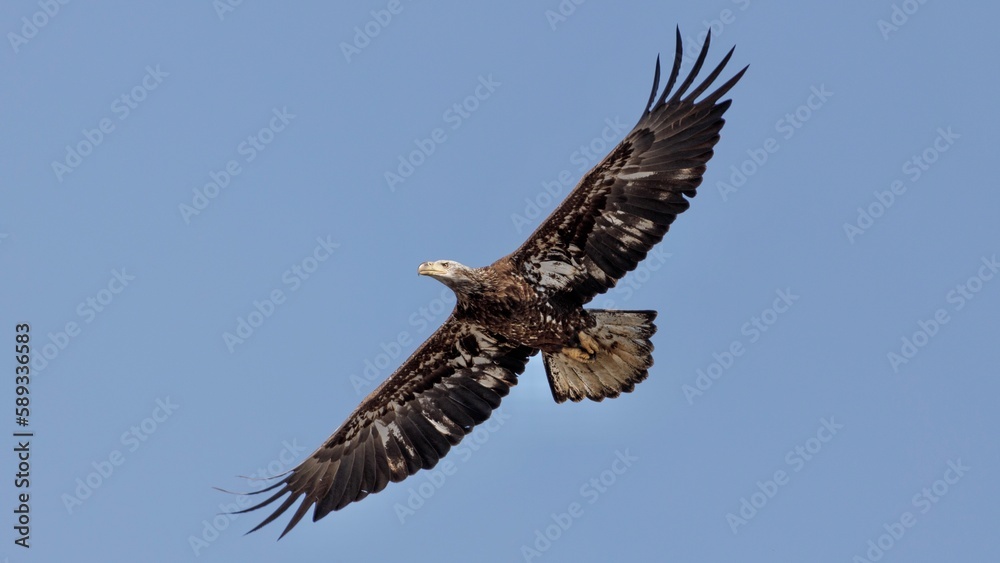 Obraz premium eagle in flight