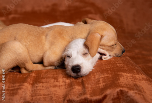 Tableau sur toile retrato de camada de perros mestizos durmiendo