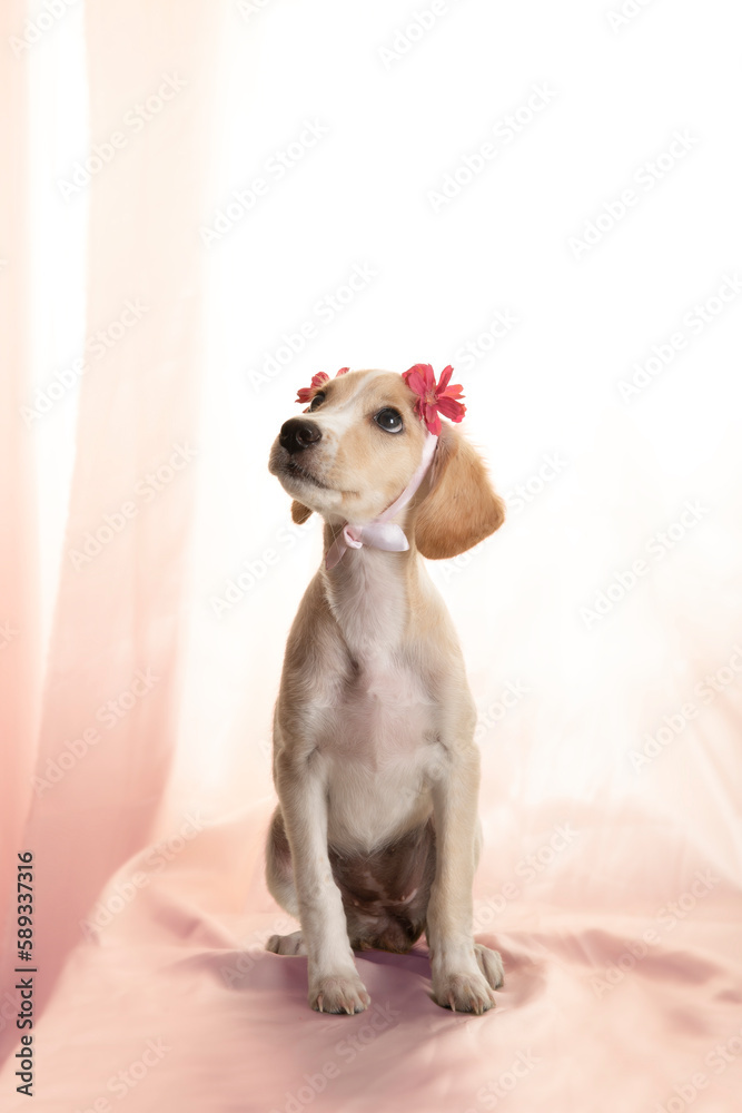 perrita con flores