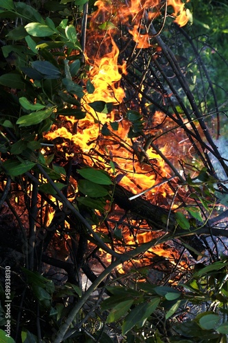 In primo piano rami verdi di un albero in fiamme photo