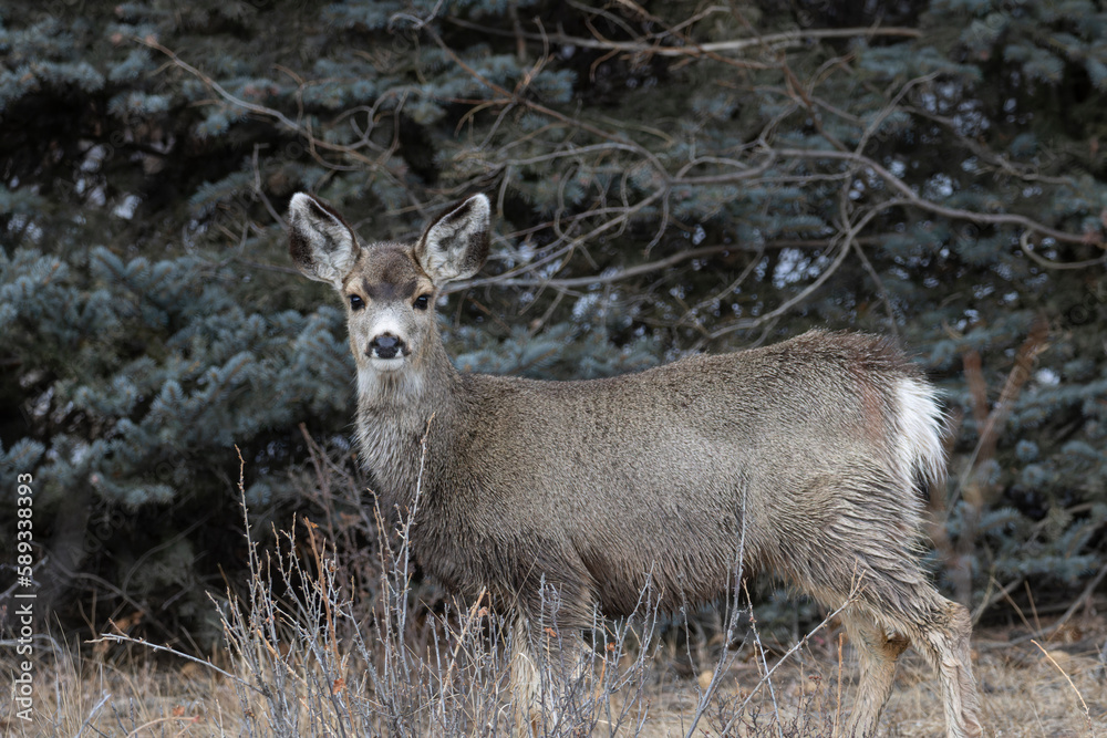 Fototapeta premium Mule Deer Doe