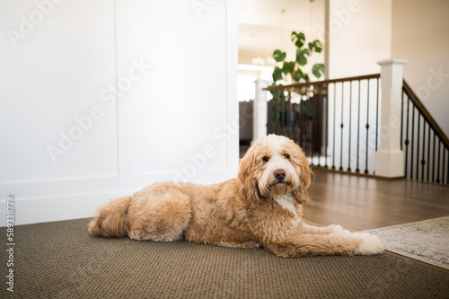 Fluffy bernedoodle dog laying on the floor in a home