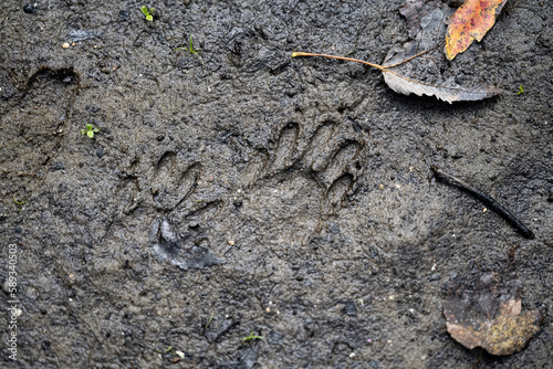 otter foot prints in the mud