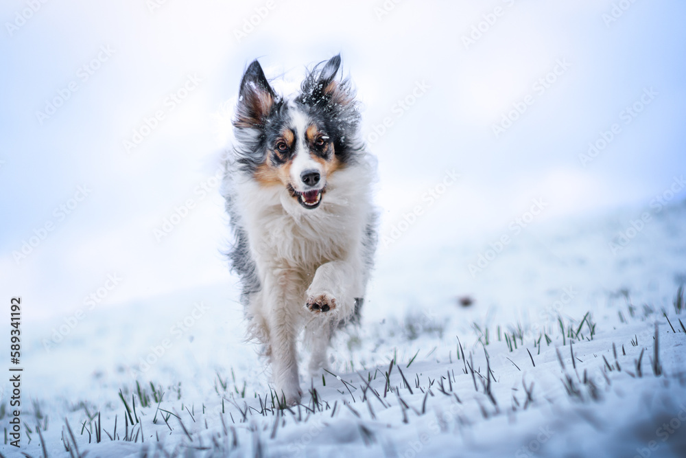 Blue merle border collie dog running in snow