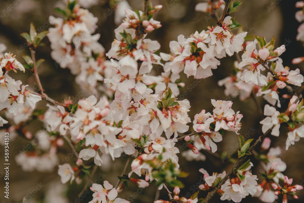 Obraz premium Fresh Blooming Pink Flowers on Garden Bush in Springtime