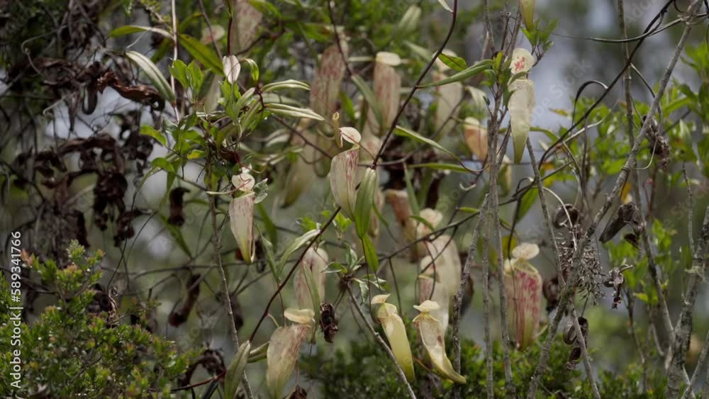 A group of white and red carnivorous plants on tree, exotic flora in rainforest A group of white and red carnivorous plants on tree, exotic flora in rainforest