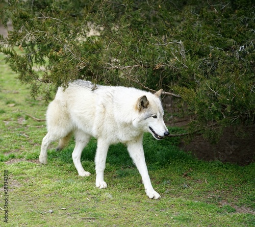 white wolf in the woods