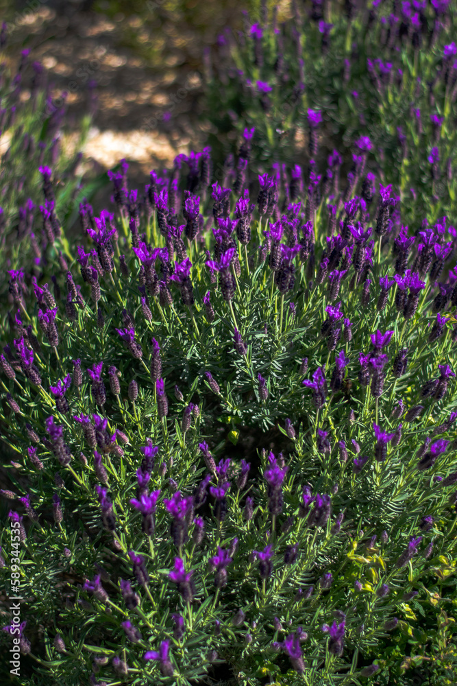 Lavender Lavender
