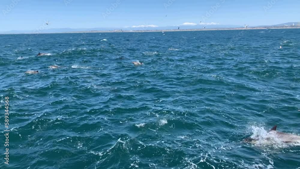 A large flock of swimming dolphins in the Pacific Ocean looking for fish. A large flock of swimming dolphins in the Pacific Ocean looking for fish.