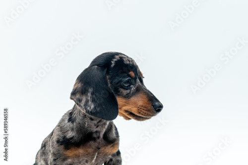filhote de dachshund em fundo brando  © Leandro