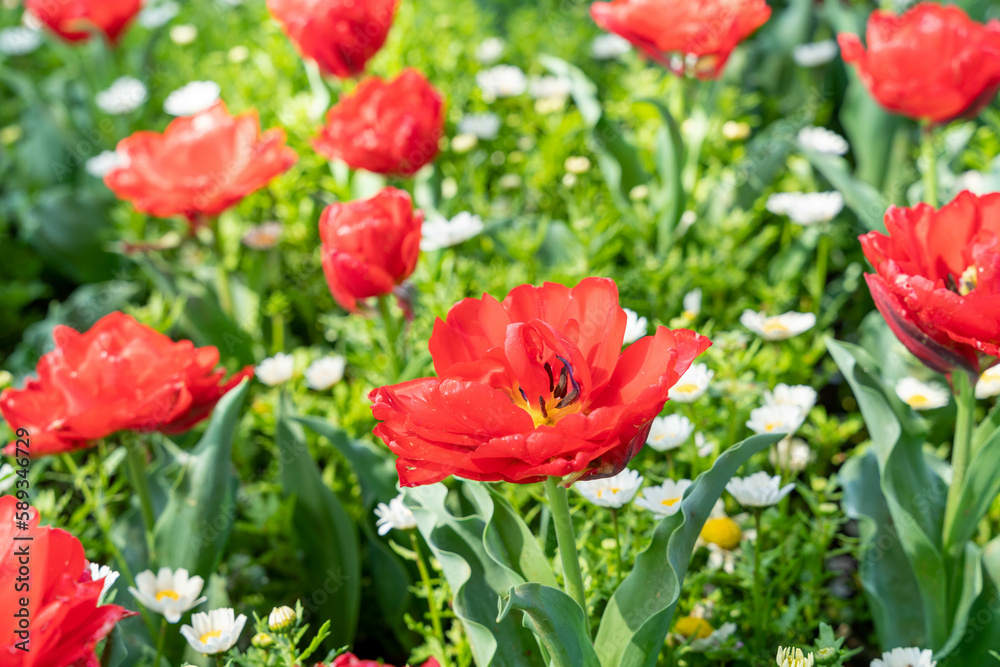 春の花　赤いチューリップ