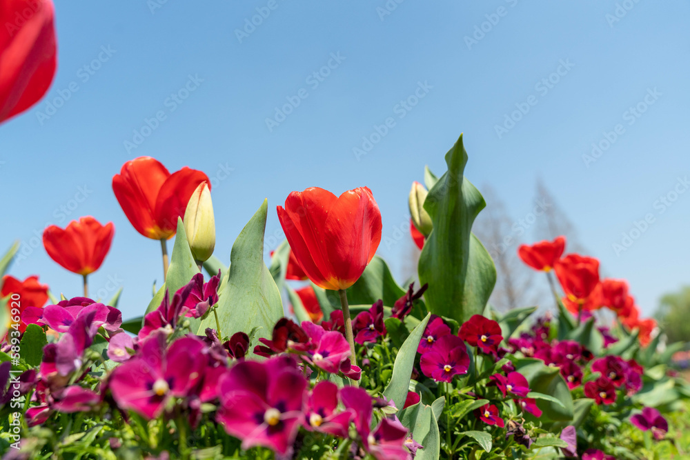 Obraz premium 春の花 チューリップ