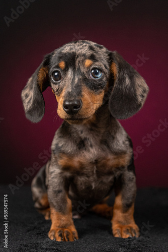 Filhote de Dachshund em fundo fotografico colorido