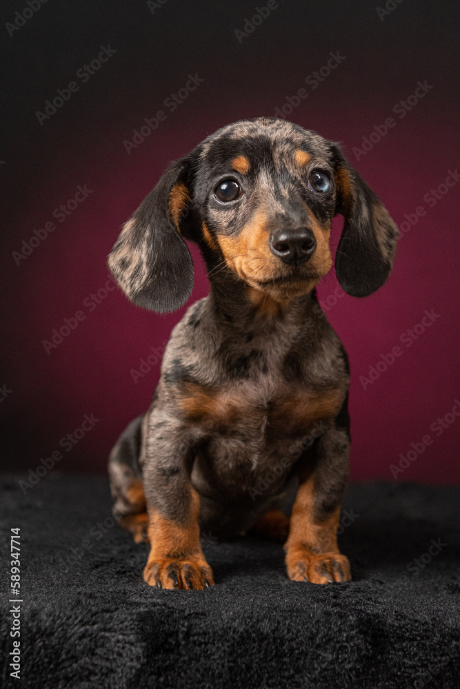 Filhote de Dachshund em fundo fotografico colorido