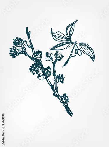 cornus mas wild plant flower grass vector line art elegant isolated clip art isolated