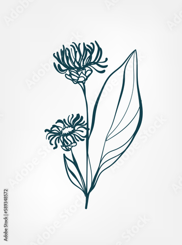 doodle wild plant flower grass vector line art elegant isolated clip art isolated