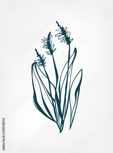 grass wild plant flower grass vector line art elegant isolated clip art isolated