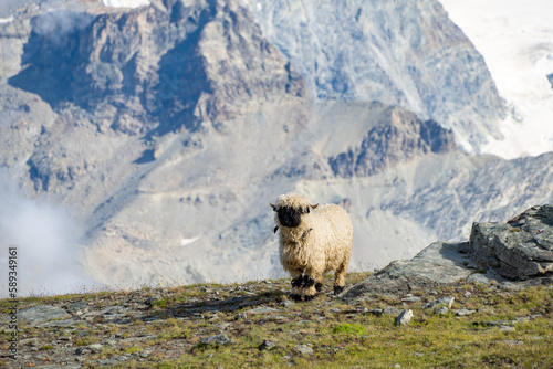 Blacknose sheep in the mountains
