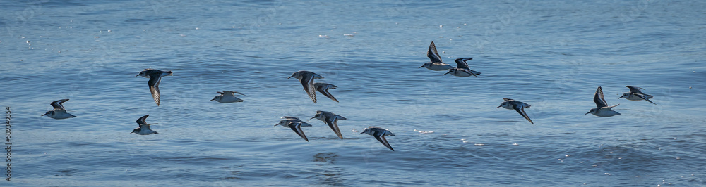 Fototapeta premium sandpipers in flight