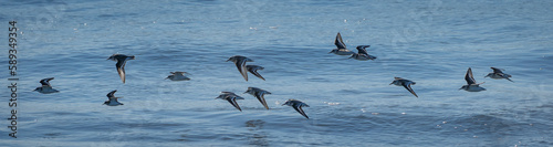 sandpipers in flight