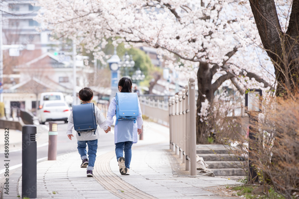 桜の下を歩く新一年生 　cherry blossoms
