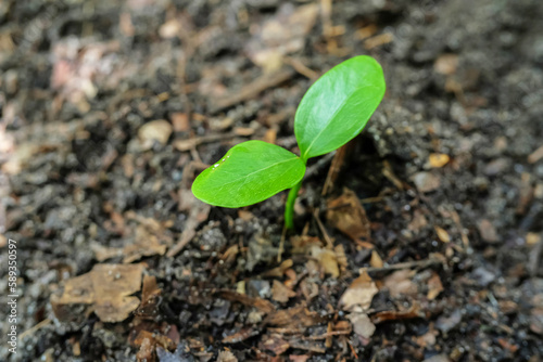 Green sprout plants start growing from seed in organic soil