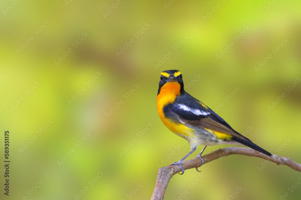 Beautiful narcissus flycatcher bird perched on a branch in tropical forest. Beautiful narcissus flycatcher bird perched on a branch in tropical forest.