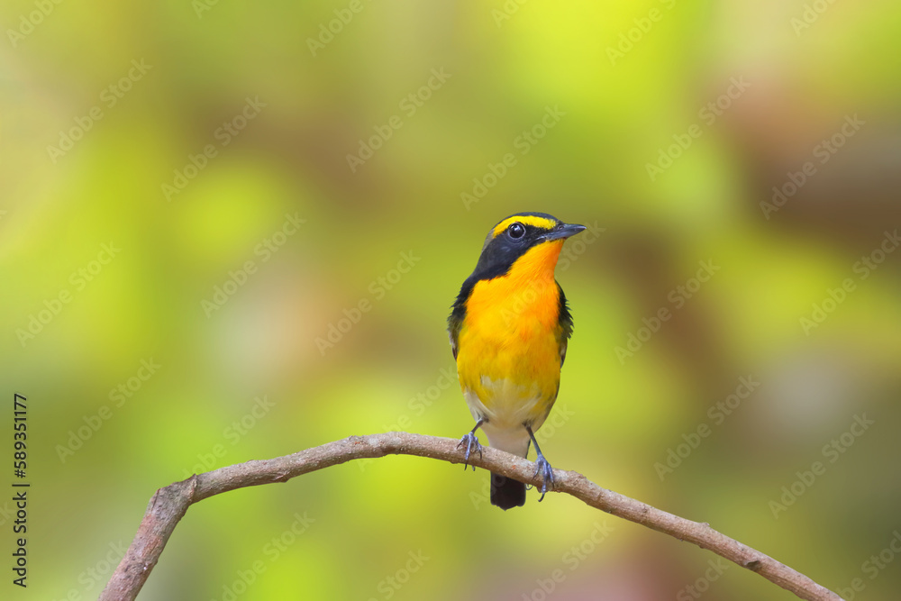 Beautiful narcissus flycatcher bird perched on a branch in tropical forest.